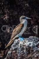 Blue-footed booby perched on rock with guano