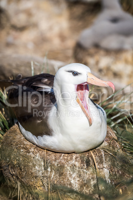 Black-browed albatross yawning on nest in sunshine