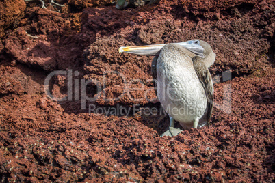 Brown pelican perched on brown volcanic rock