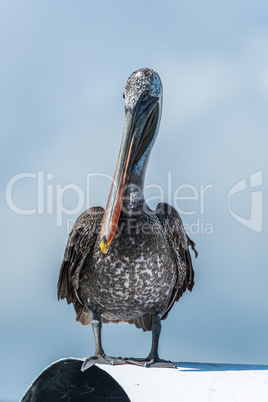 Brown pelican perched on roof in sunshine