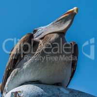 Brown pelican perched on streetlamp from below