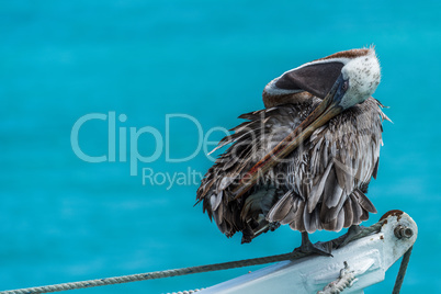 Brown pelican preening itself on ship winch