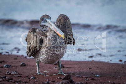 Brown pelican standing on red sandy beach