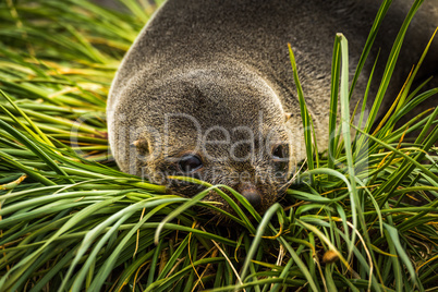 Close-up of Antarctic fur seal in grass