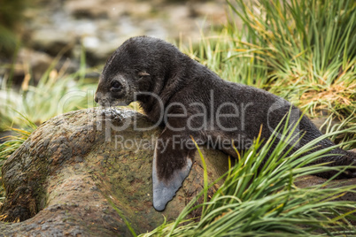 Close-up of Antarctic fur seal on rock