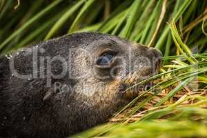 Close-up of Antarctic fur seal pup head