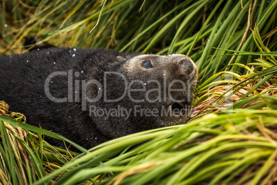 Close-up of Antarctic fur seal pup upside-down