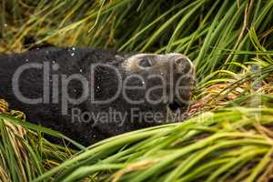 Close-up of Antarctic fur seal pup upside-down