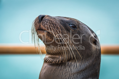 Close-up of Galapagos sea lion by railing