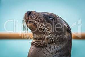 Close-up of Galapagos sea lion by railing