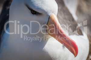 Close-up of black-browed albatross sitting on nest