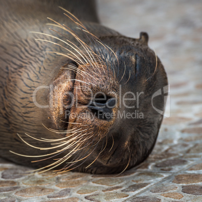 Close-up of Galapagos sea lion lying asleep