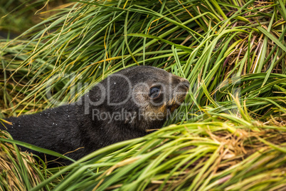 Close-up of cute Antarctic fur seal pup
