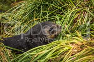 Close-up of cute Antarctic fur seal pup