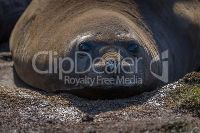 Close-up of elephant seal looking at camera