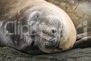 Close-up of elephant seal asleep on beach