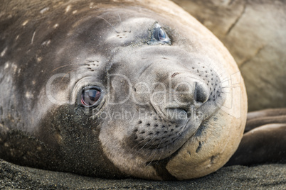 Close-up of elephant seal lying on beach