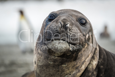 Close-up of elephant seal with penguins behind