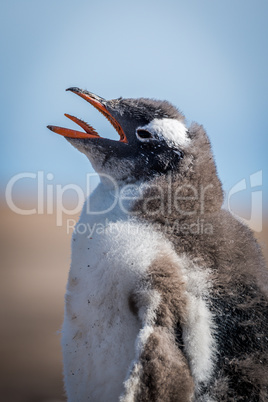 Close-up of gentoo penguin chick on beach