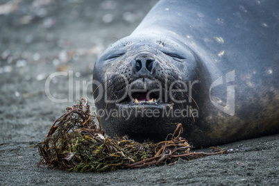 Close-up of elephant seal yawning on beach