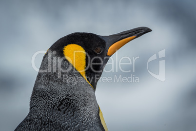 Close-up of king penguin looking at camera