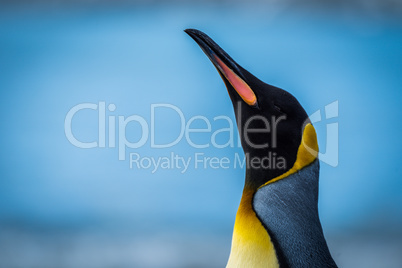 Close-up of king penguin with neck stretched