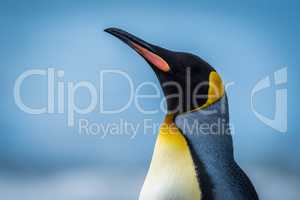 Close-up of king penguin with sea behind