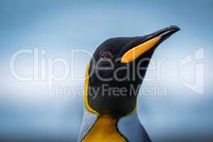 Close-up of king penguin head and neck