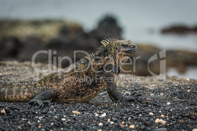 Close-up of marine iguana lying on beach