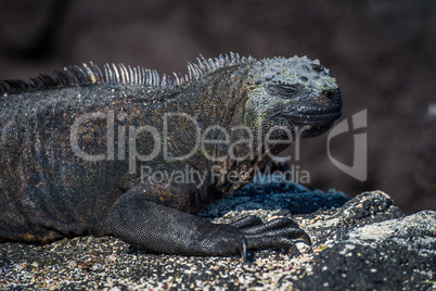 Close-up of marine iguana on sandy rock