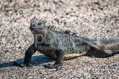 Close-up of marine iguana on sandy beach