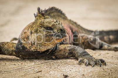 Close-up of marine iguana sunbathing on beach