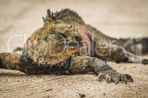 Close-up of marine iguana sunbathing on beach