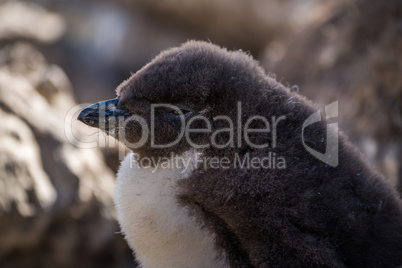 Close-up of rockhopper penguin chick in shade