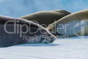 Crabeater seal looking at camera beside others