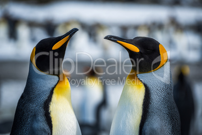 Close-up of two king penguins in colony