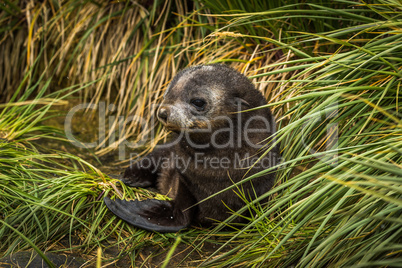 Cute Antarctic fur seal pup in grass