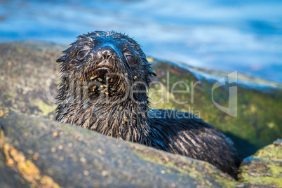 Cute Antarctic fur seal pup behind rock