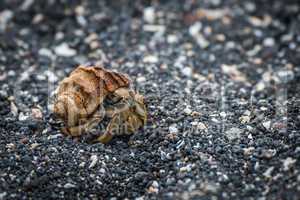 Semi-terrestrial hermit crab walking along shingle beach