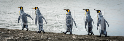 Five king penguins in line on beach