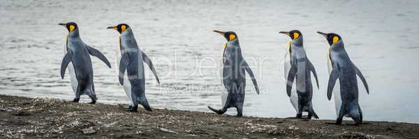 Five king penguins in line on beach