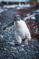 Funny adelie penguin chick running on shingle