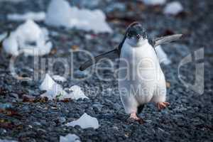 Funny adelie penguin chick running on stones