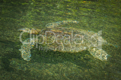 Galapagos green turtle swimming in green river