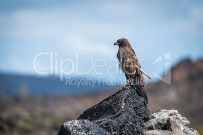 Galapagos hawk perched on rocks in sunshine