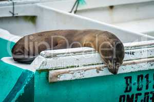 Galapagos sea lion asleep on green boat