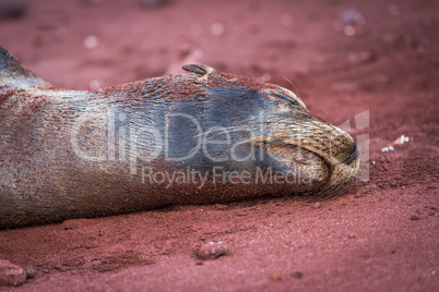 Galapagos sea lion asleep on red sand