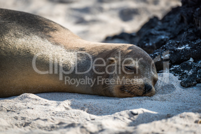 Galapagos sea lion asleep on sandy beach