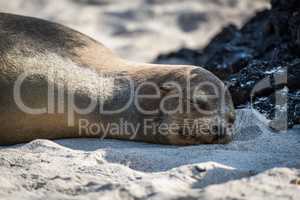 Galapagos sea lion asleep on sandy beach