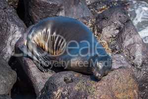 Galapagos sea lion asleep on volcanic rocks